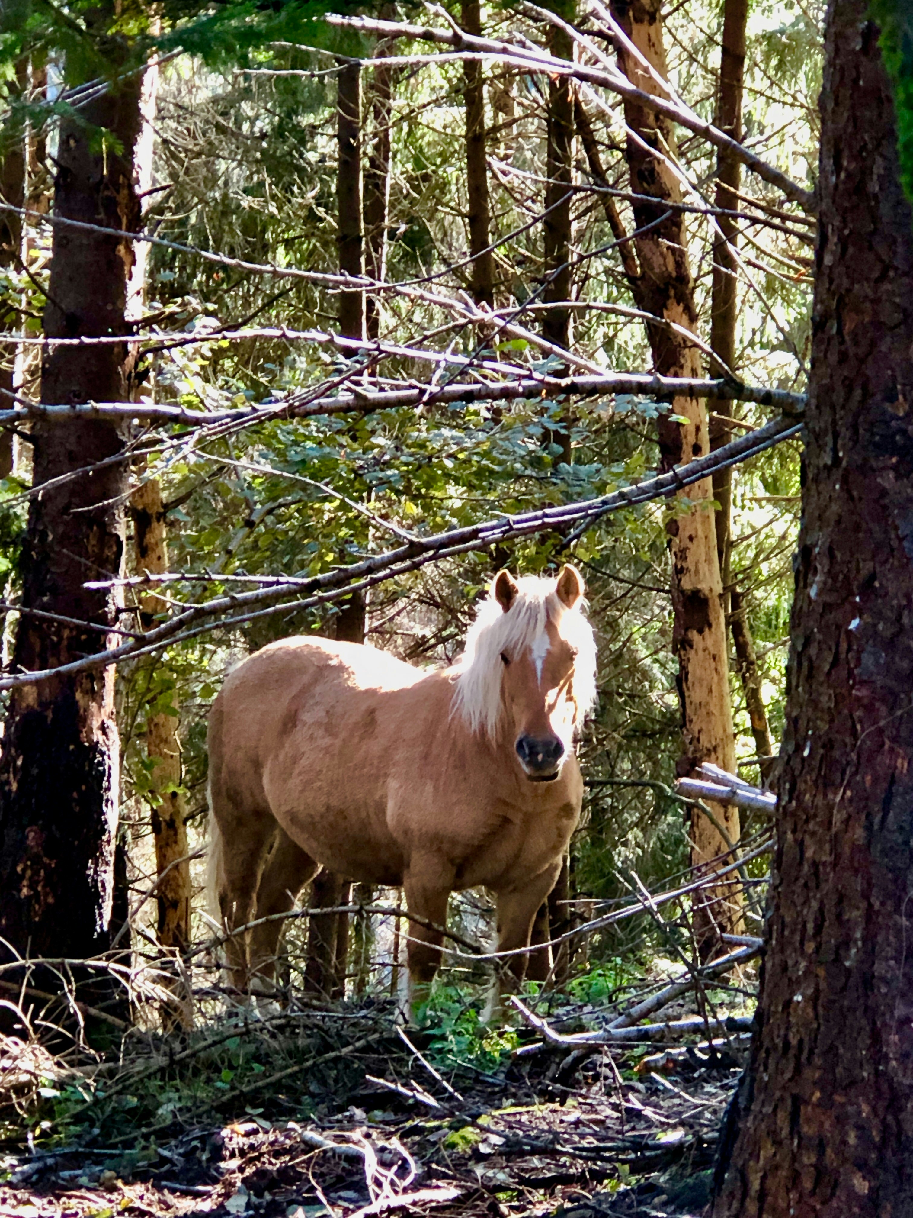 a brown horse standing in the middle of a forest