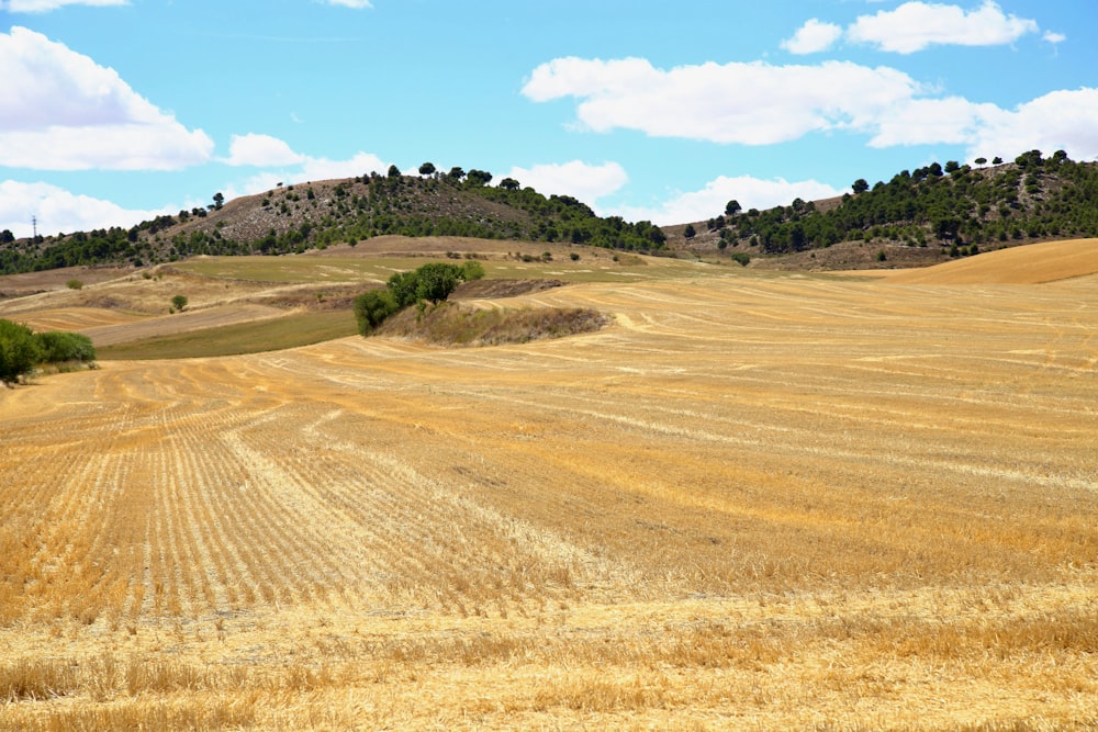 a large field of dry grass with a hill in the background