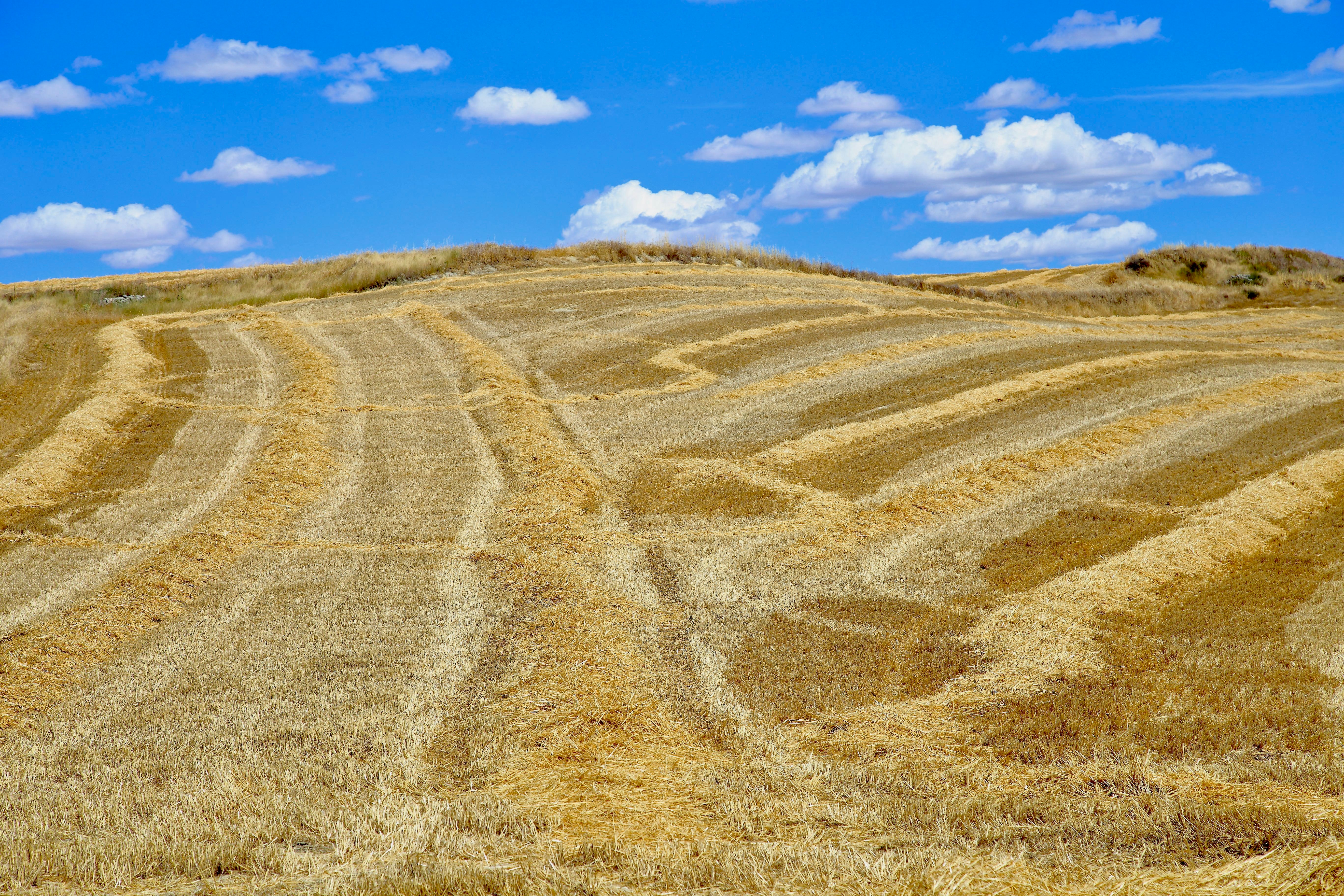 Photo by natanael_laguna