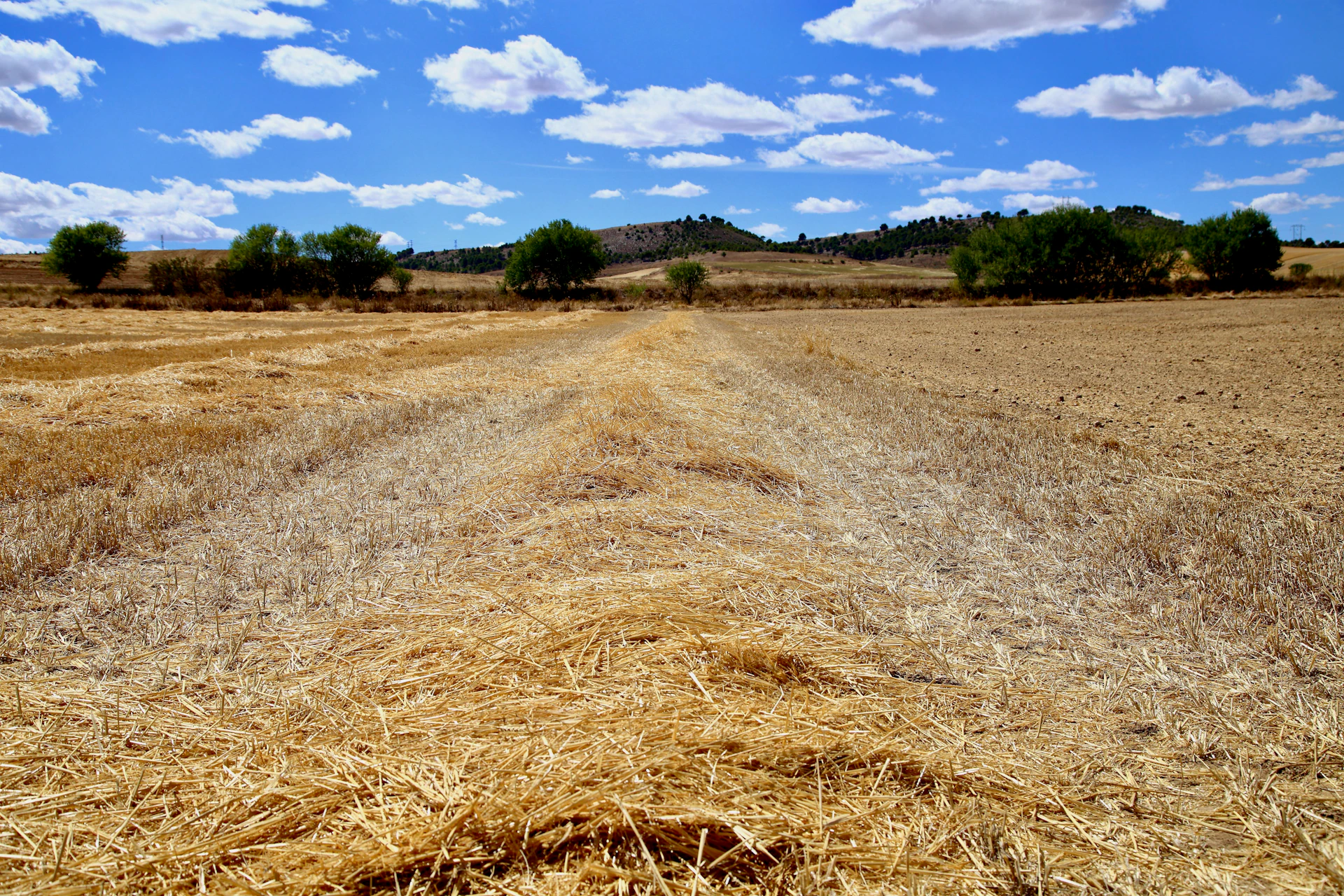 a field with a dirt road in the middle of it
