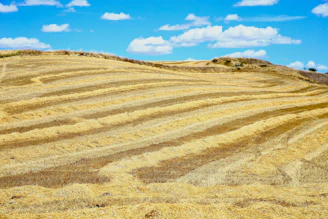 a large field of dry grass under a blue sky
