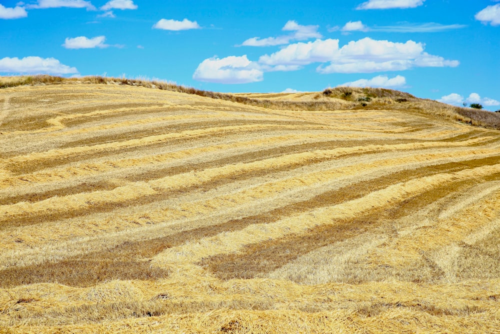 a large field of dry grass under a blue sky