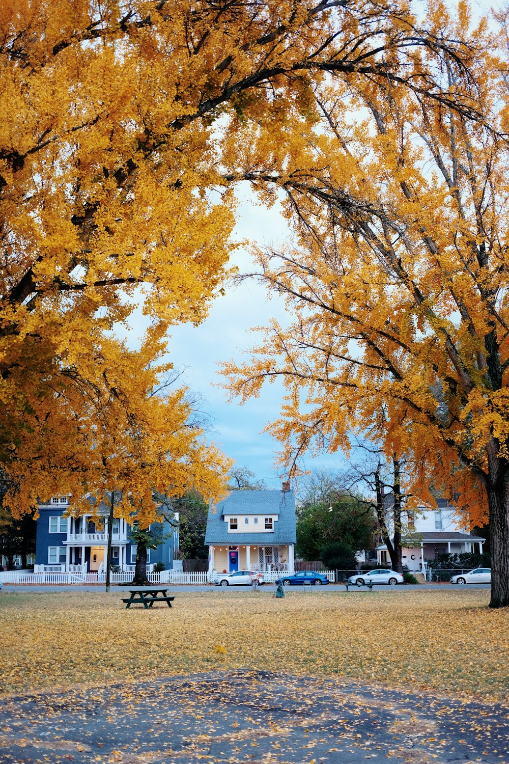 a park with a bench and trees with yellow leaves