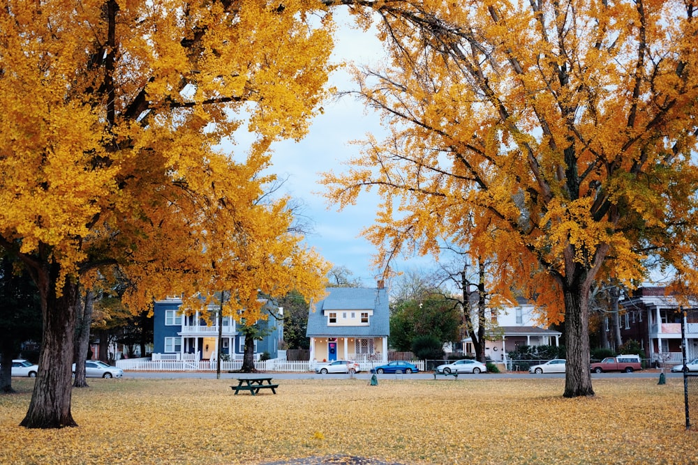 a row of trees with yellow leaves on them