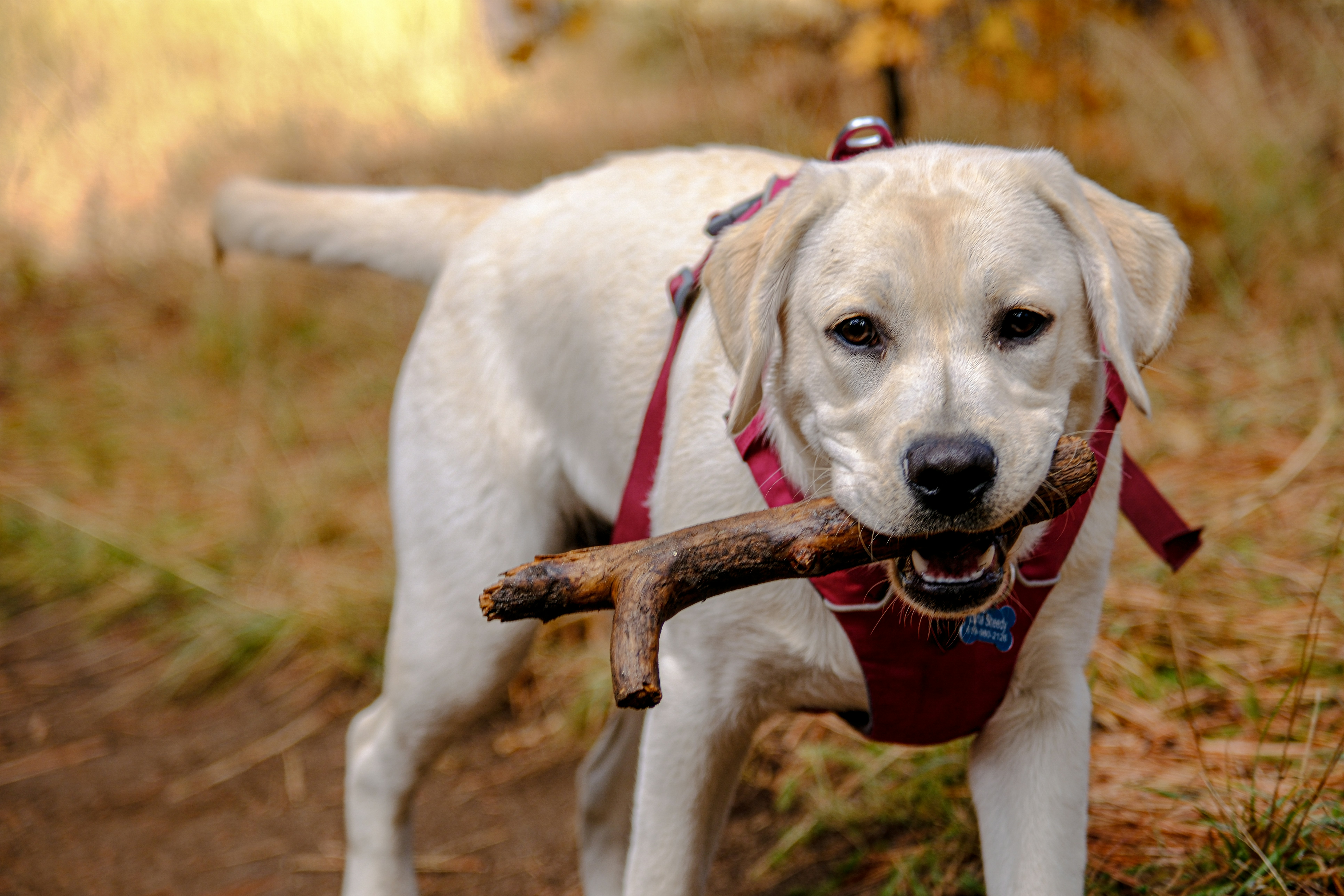 a dog holding a stick in its mouth