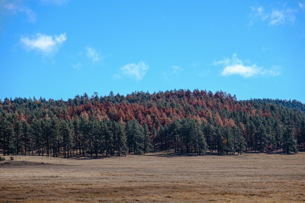 a field with trees and a hill in the background