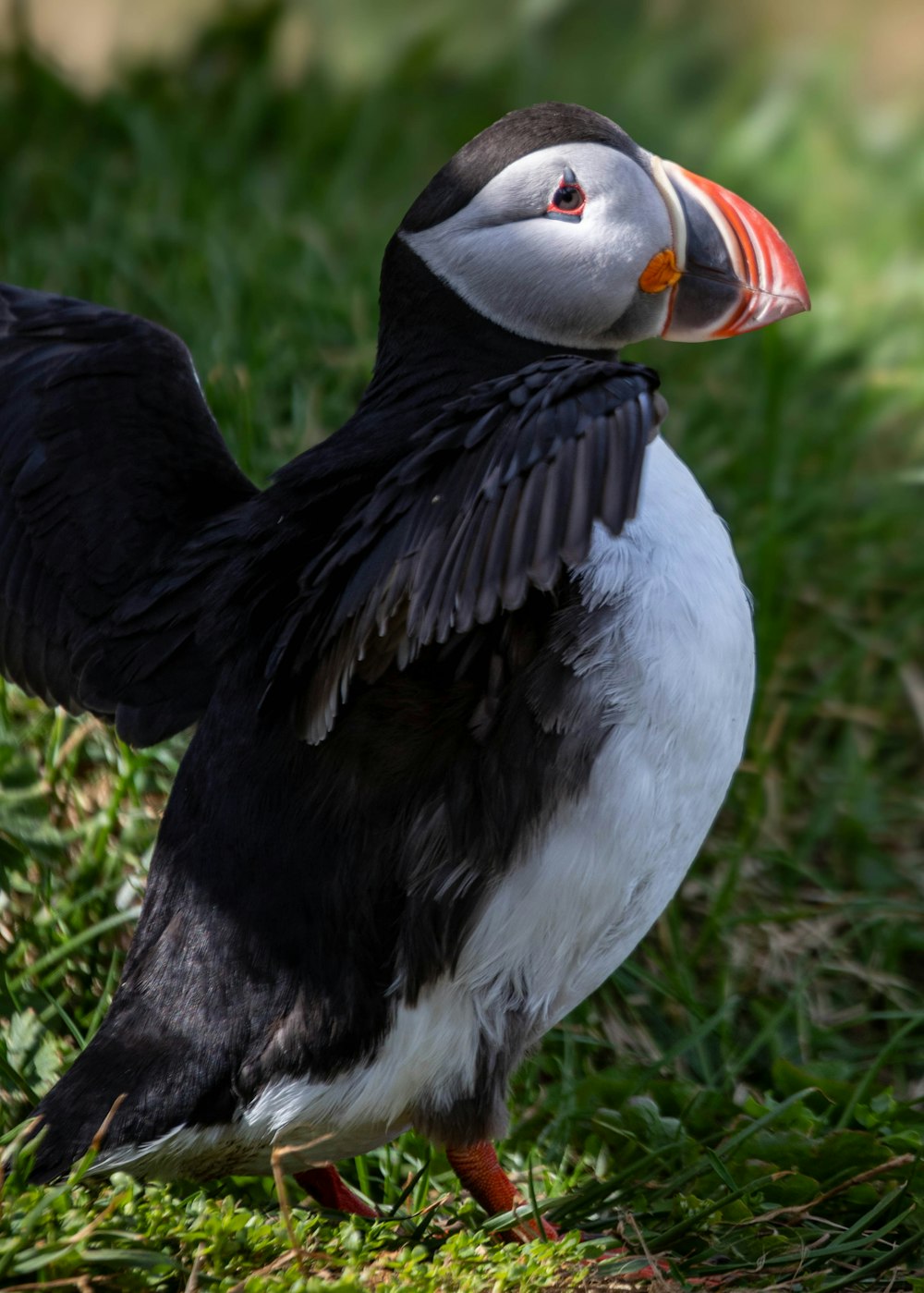 un pájaro blanco y negro con un pico rojo