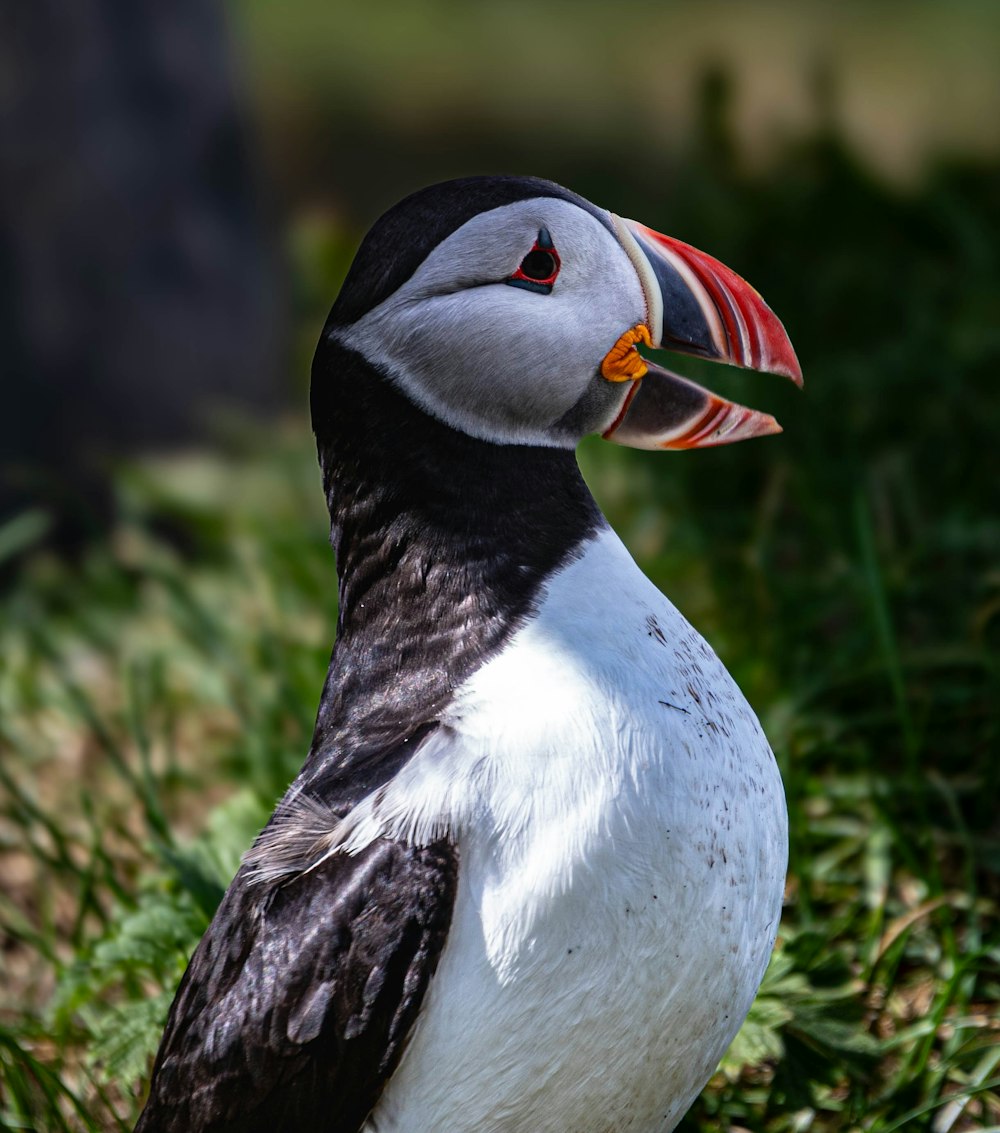 a close up of a bird on the ground