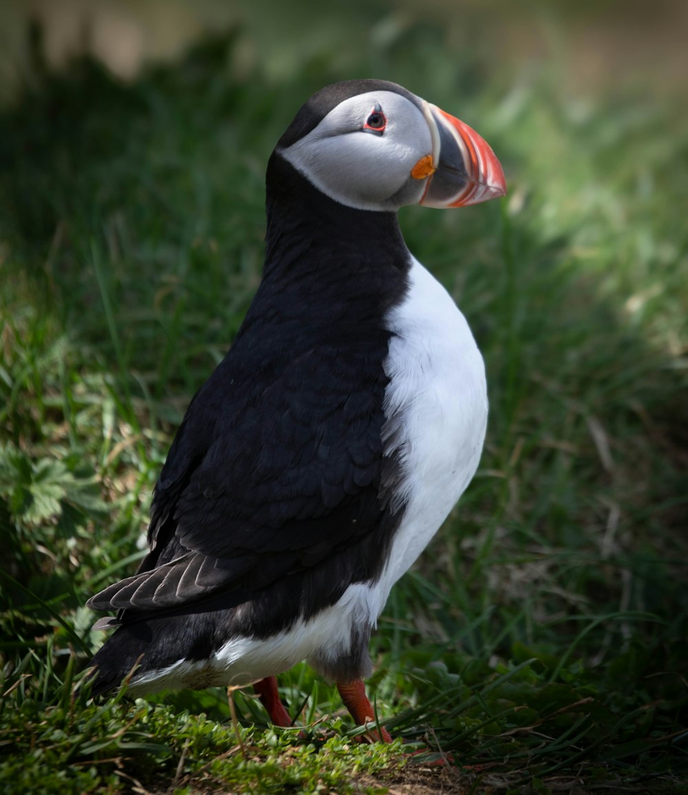 a black and white bird standing in the grass