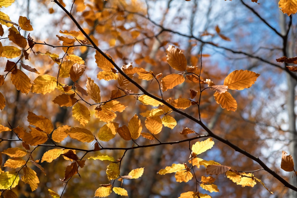 a branch with yellow leaves in front of a blue sky