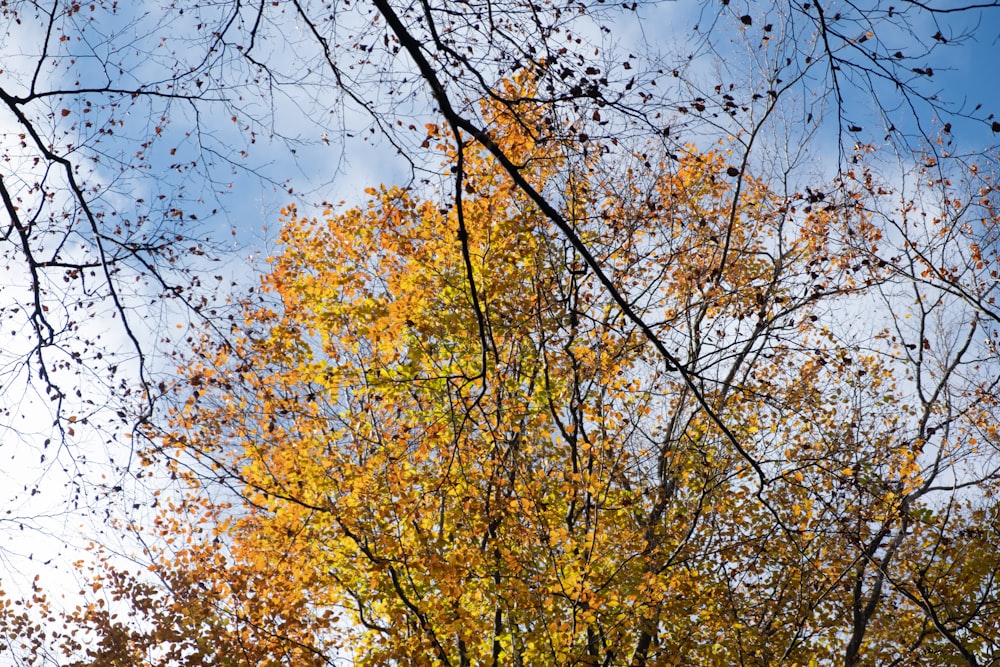 a tree with yellow leaves and blue sky in the background