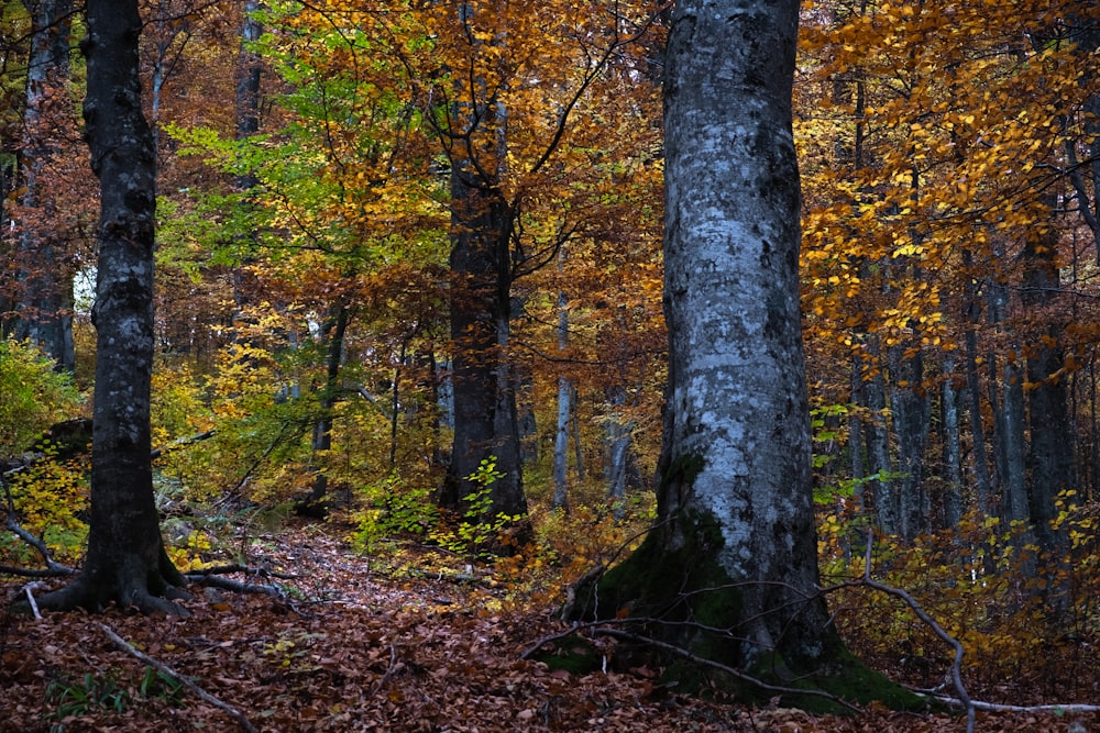 a forest filled with lots of trees covered in leaves