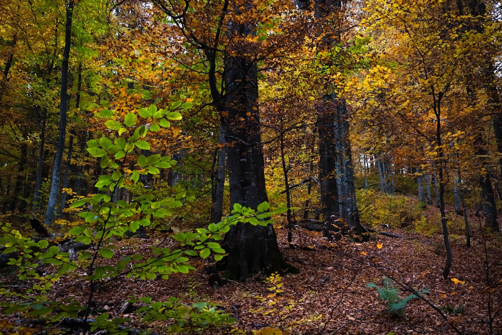 una foresta piena di molti alberi ricoperti di foglie