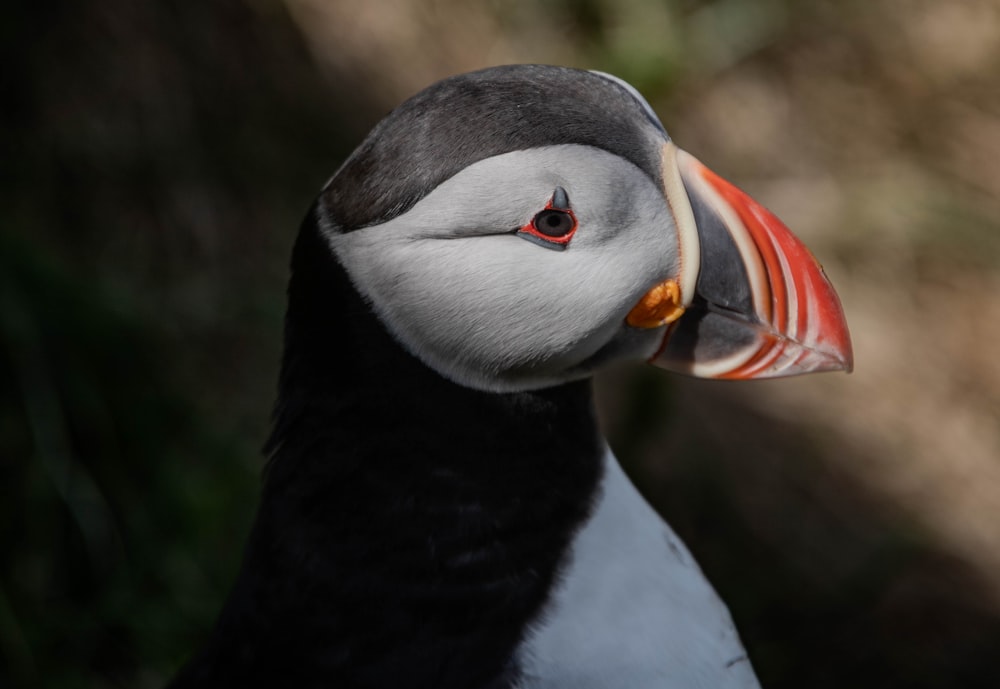 a close up of a bird with a red beak