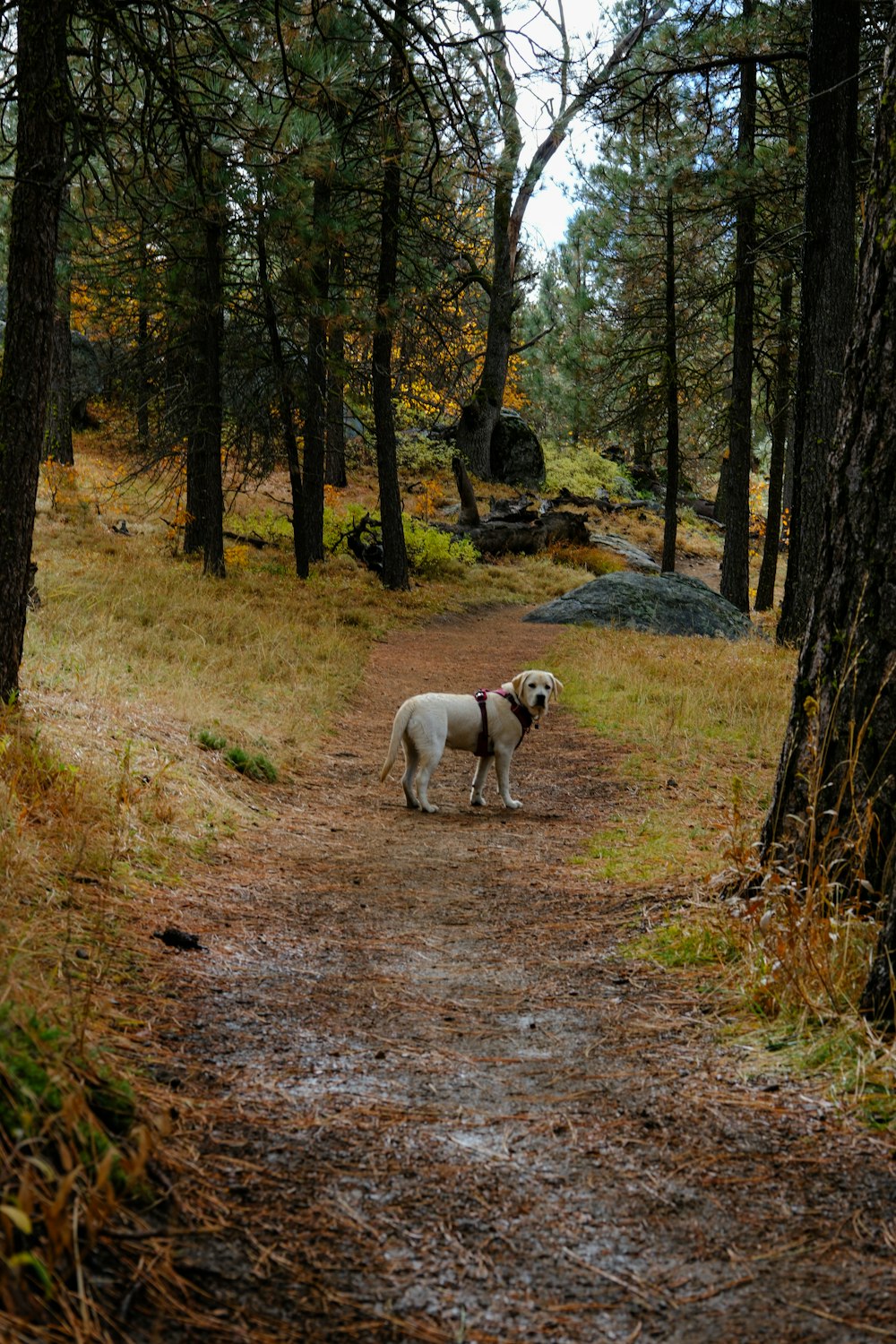 a dog standing on a dirt path in the woods