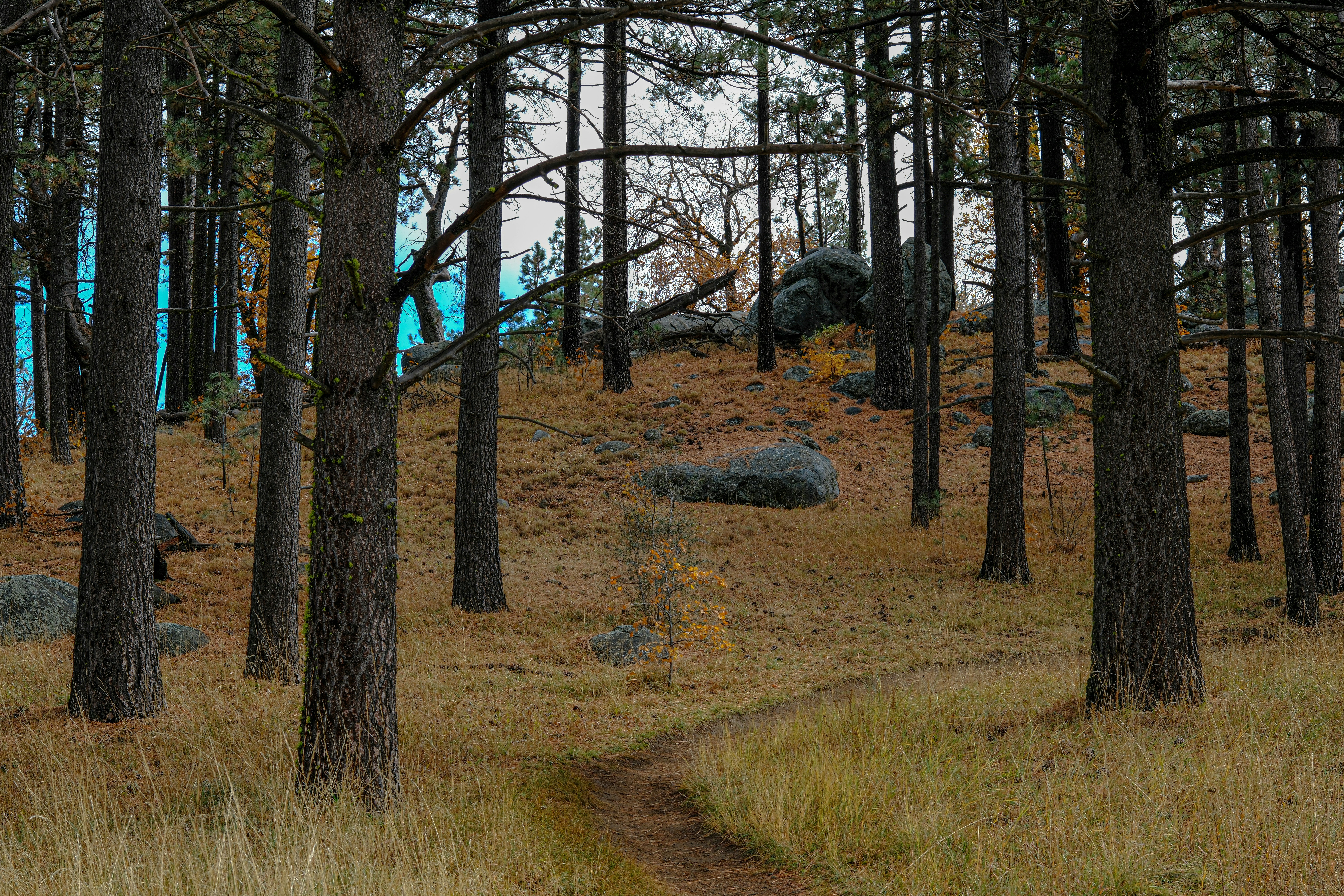 a dirt path in the middle of a forest