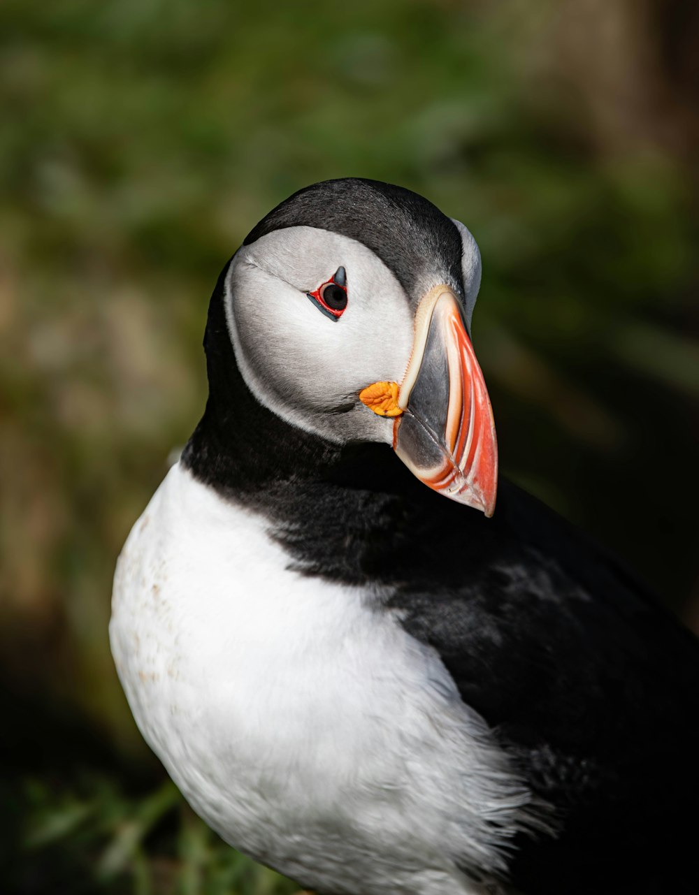 a black and white bird with a red beak