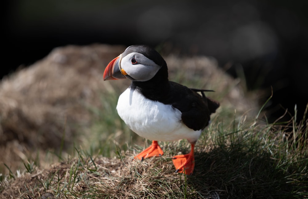 a black and white bird standing on top of a grass covered field