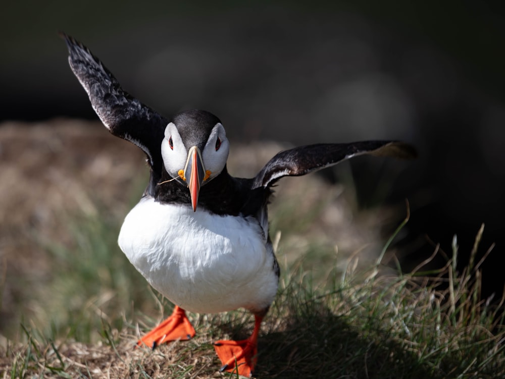 a black and white bird standing on top of a grass covered field