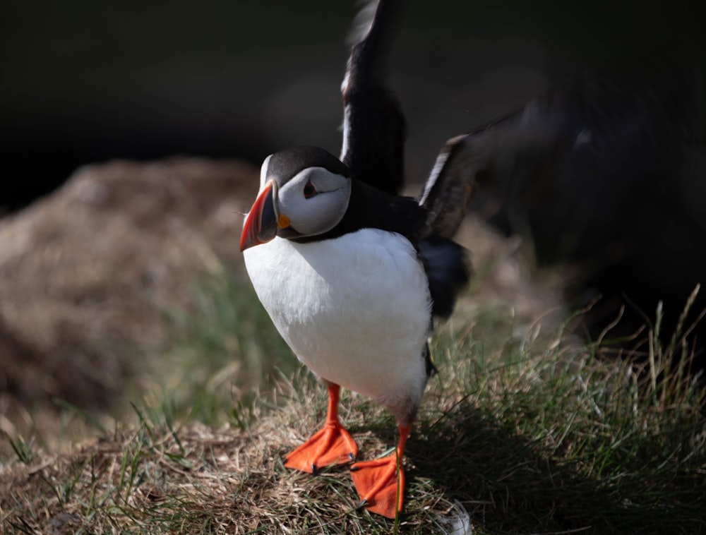 Ein aufgedunsener Vogel steht auf einem grasbewachsenen Feld