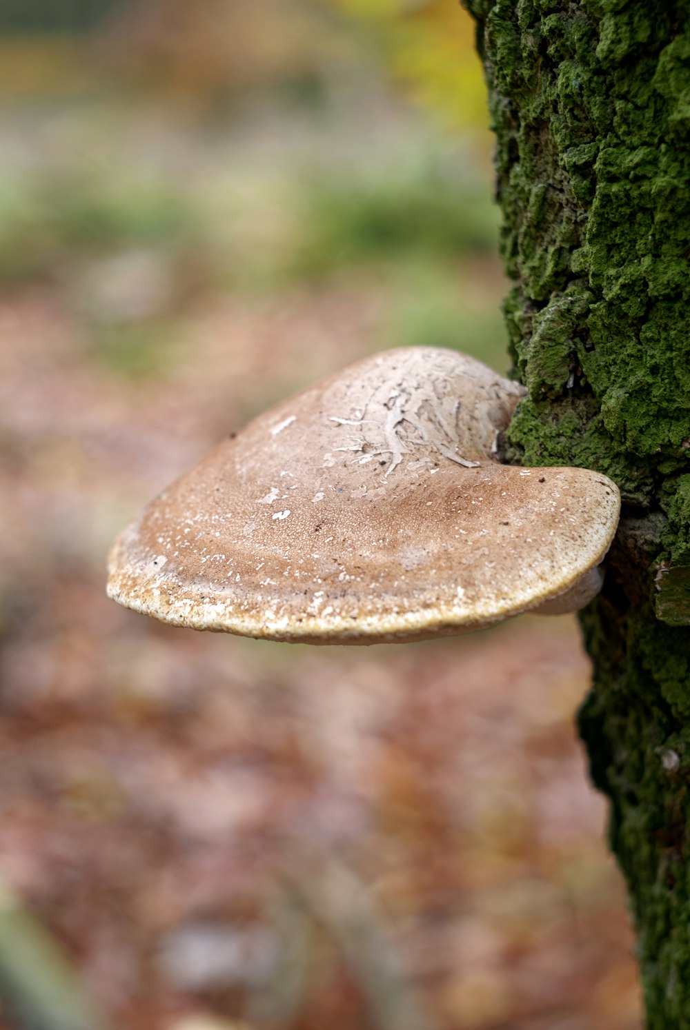 a mushroom growing on a tree in the woods