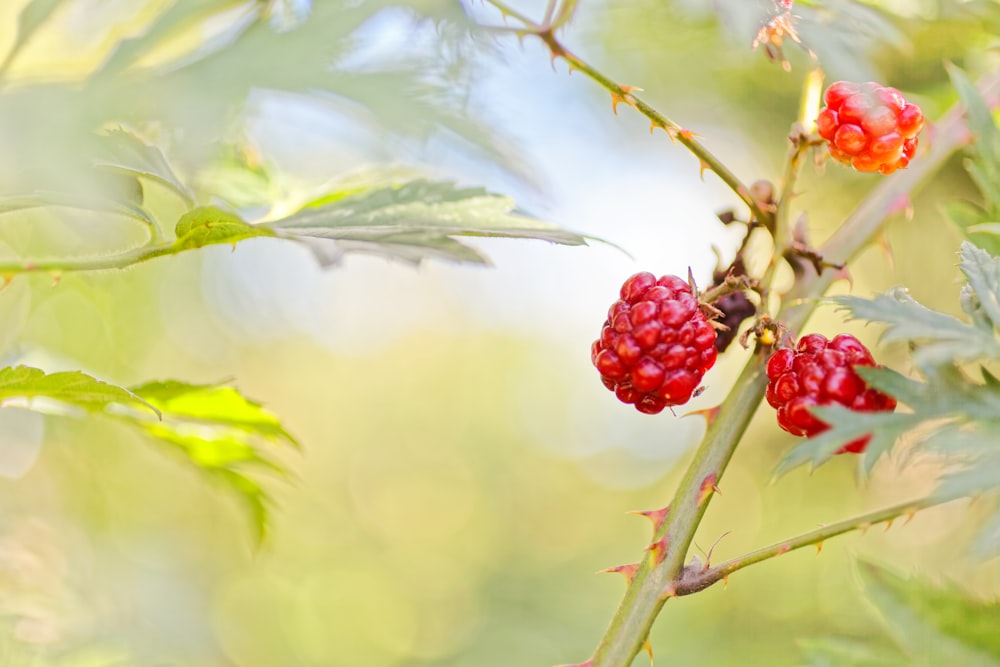 a close up of berries on a tree branch