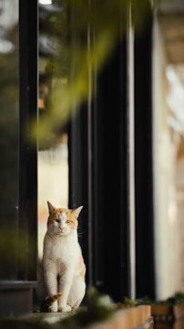 An orange cat lounging comfortably on a windowsill.