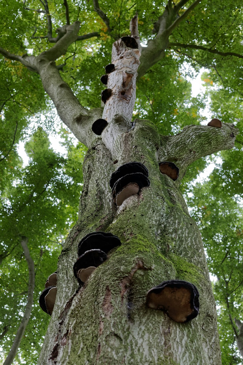 a very tall tree with lots of mushrooms growing on it