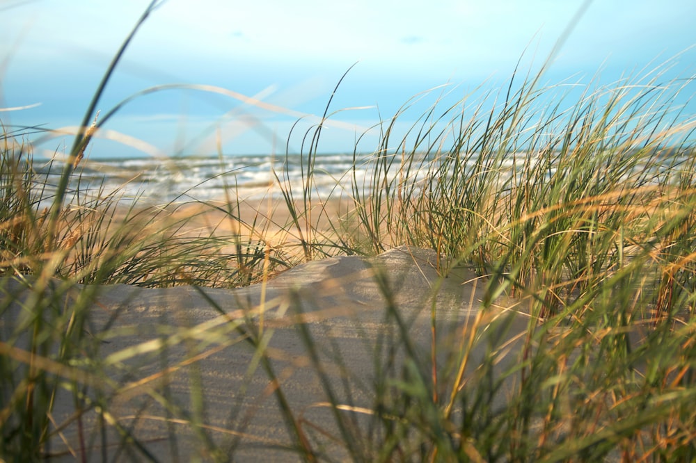 a sandy beach with grass growing out of the sand