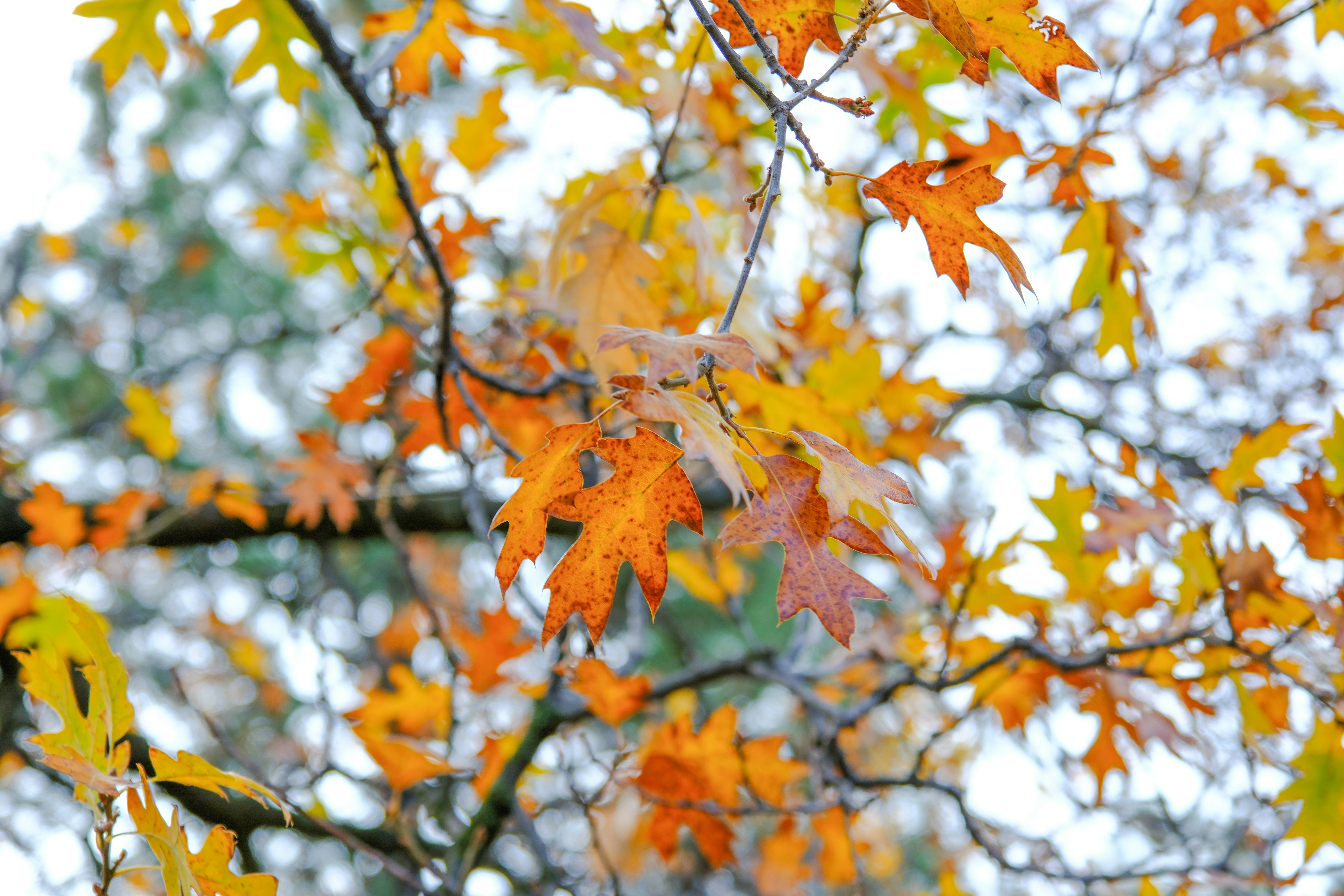 a tree with yellow and red leaves on it
