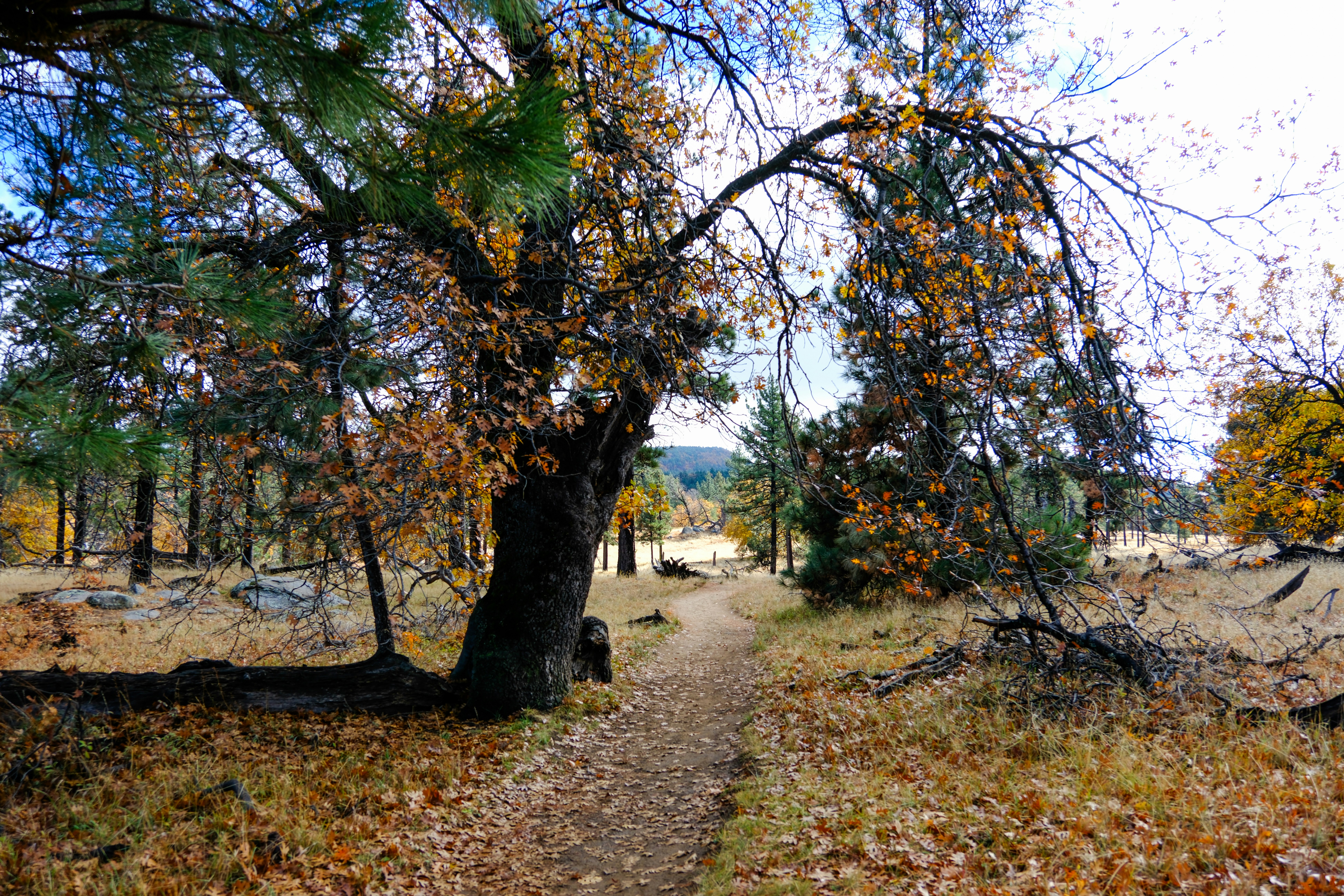 a dirt path surrounded by trees and leaves