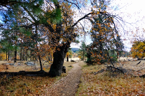 A serene woodland path meanders through a forest filled with tall trees adorned with autumn leaves. The ground is covered in dry grass and fallen leaves, creating a natural carpet. Sunlight filters through the branches, casting dappled shadows along the path.
