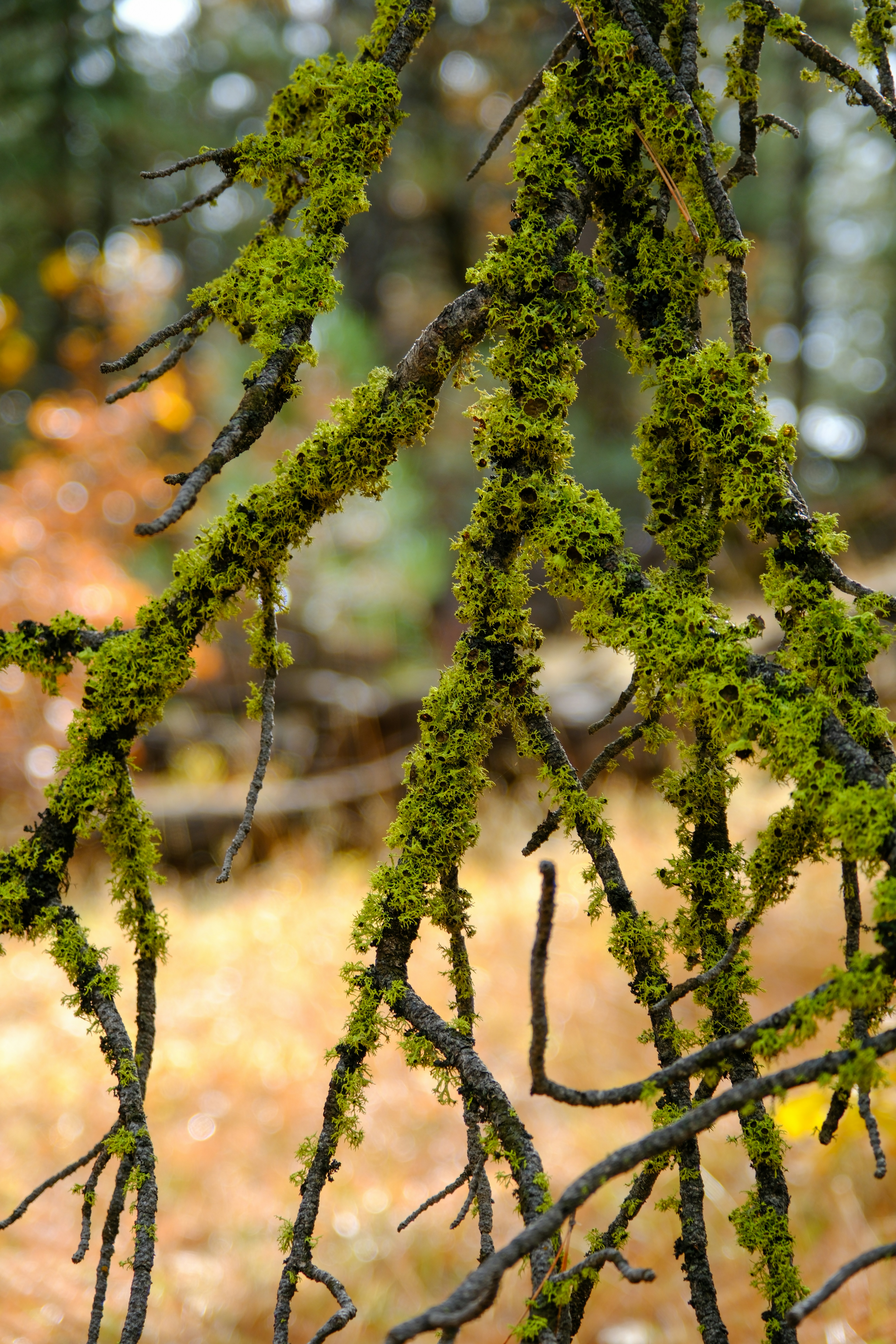 moss growing on a tree branch in a forest