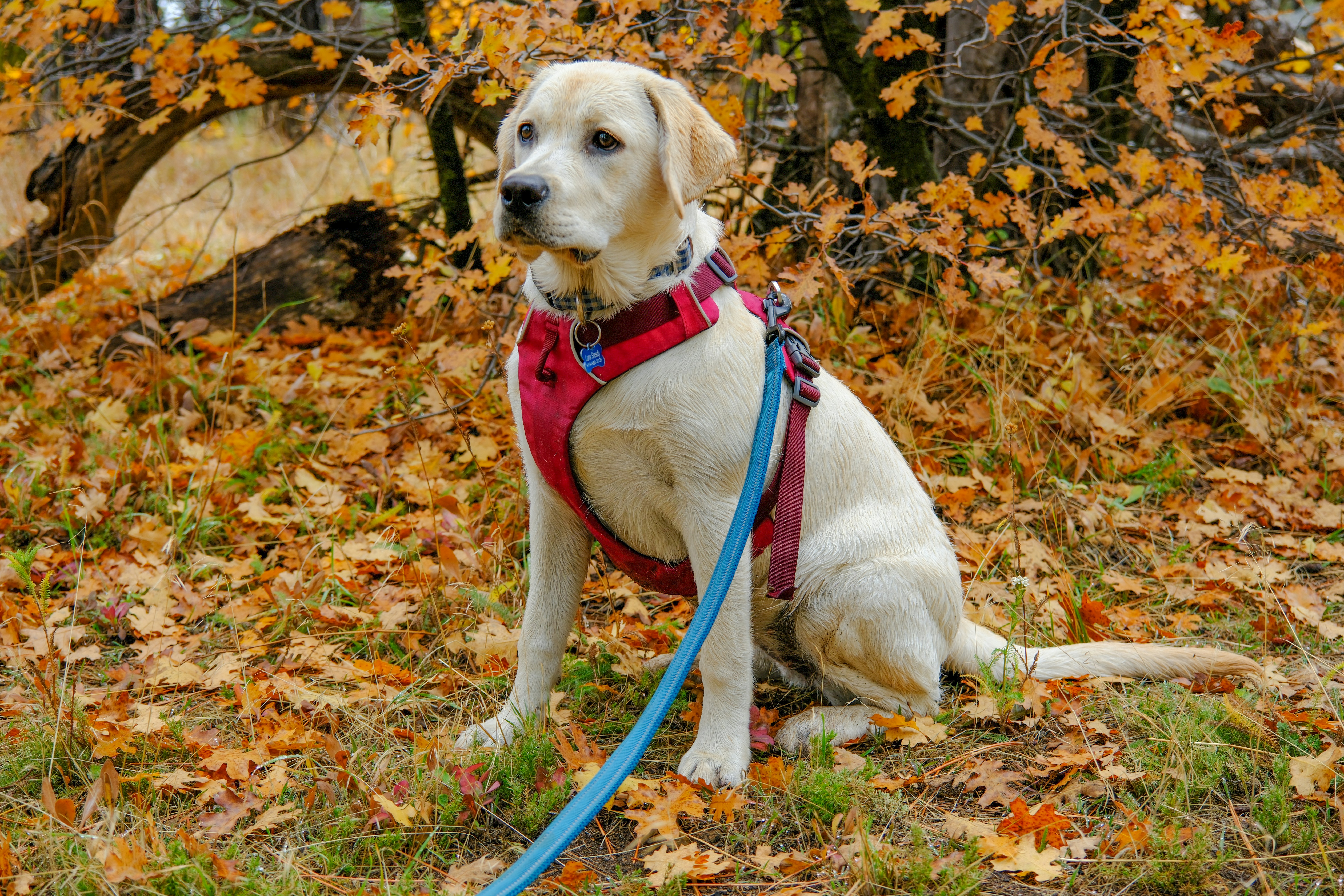 a white dog with a red harness sitting in the leaves