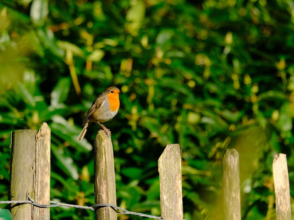 a small bird perched on top of a wooden fence