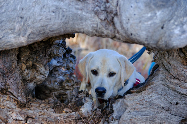 Close-up of a shy rescue dog peeking from behind a tree trunk