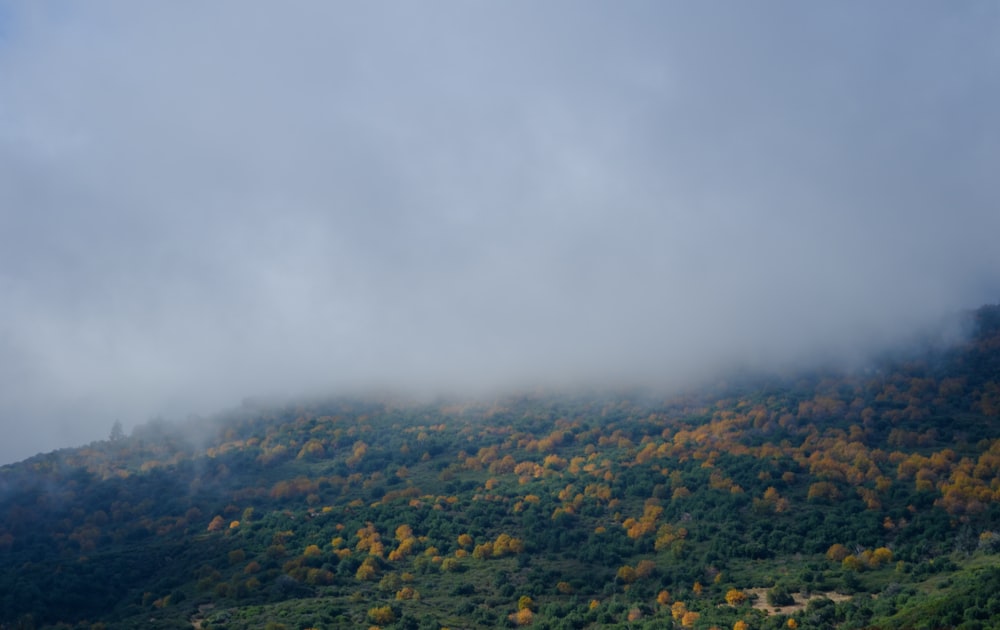 a hill covered in trees with a cloud in the sky