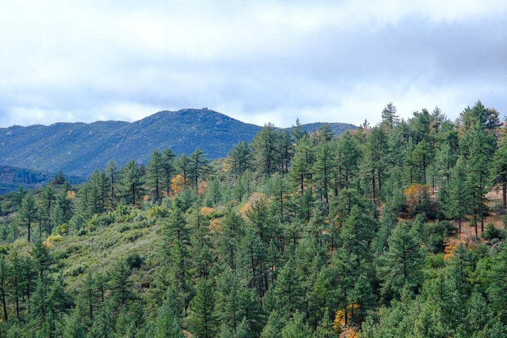 une vue d’une forêt avec une montagne en arrière-plan