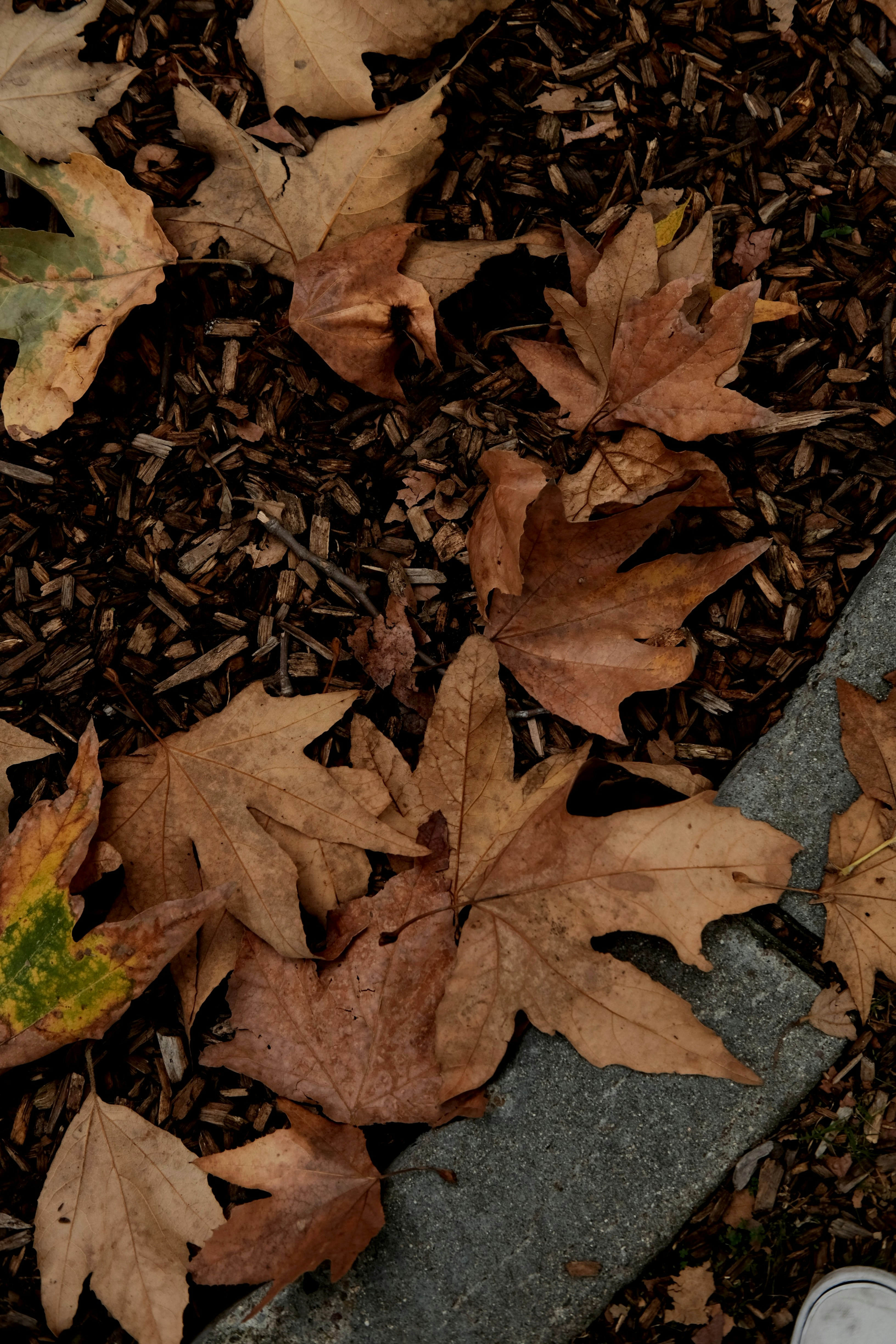 Photo by johnnyvillamar