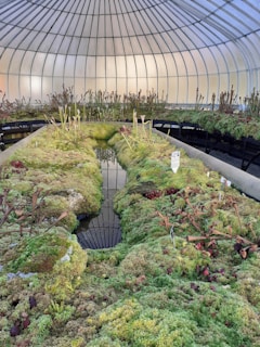 A greenhouse interior with a variety of vibrant mosses and carnivorous plants surrounding a small reflective pond in the center. The structure has a high, translucent dome roof allowing diffused light to illuminate the lush greenery. Wooden or metal benches line the sides, supporting more plant growth.