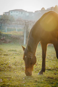 A peaceful horse grazing in a sunlit pasture beside a rustic barn.