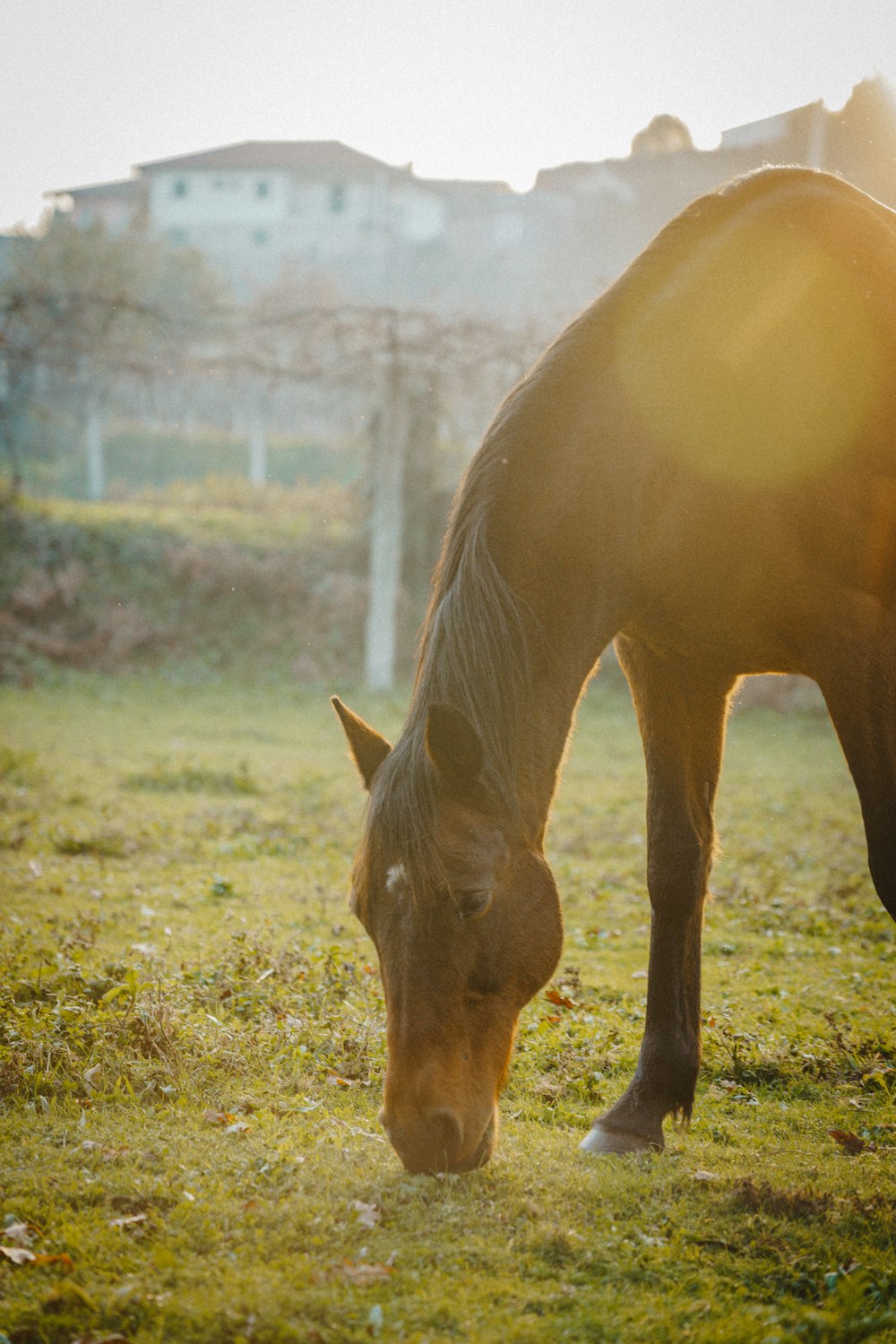 a brown horse grazing on grass in a field