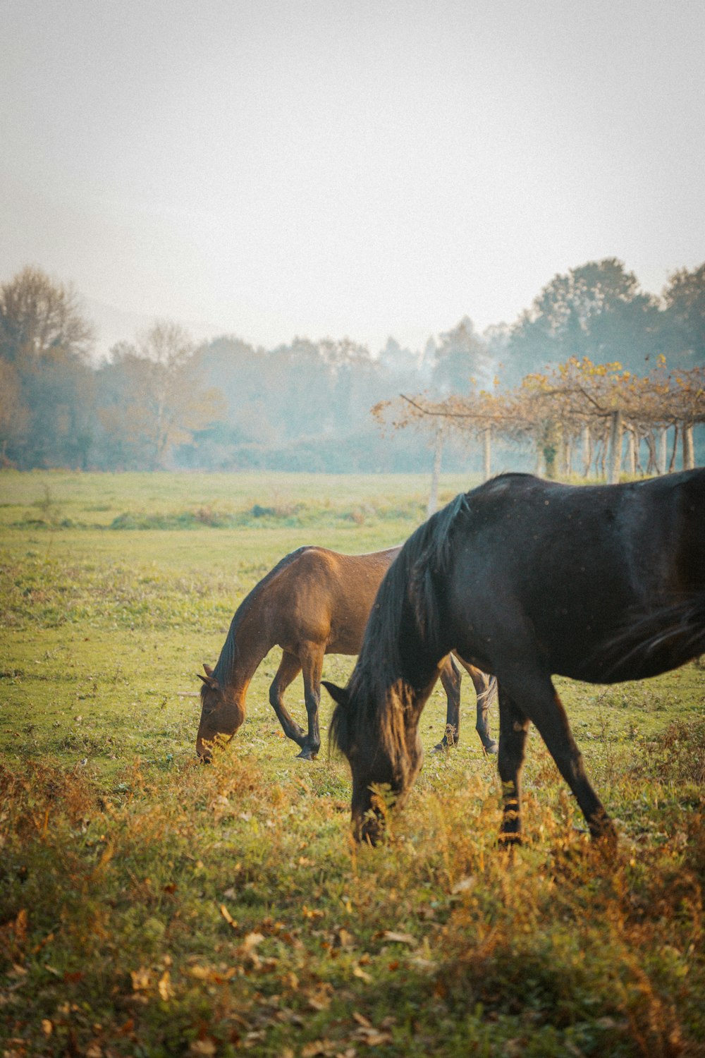 a couple of horses that are standing in the grass