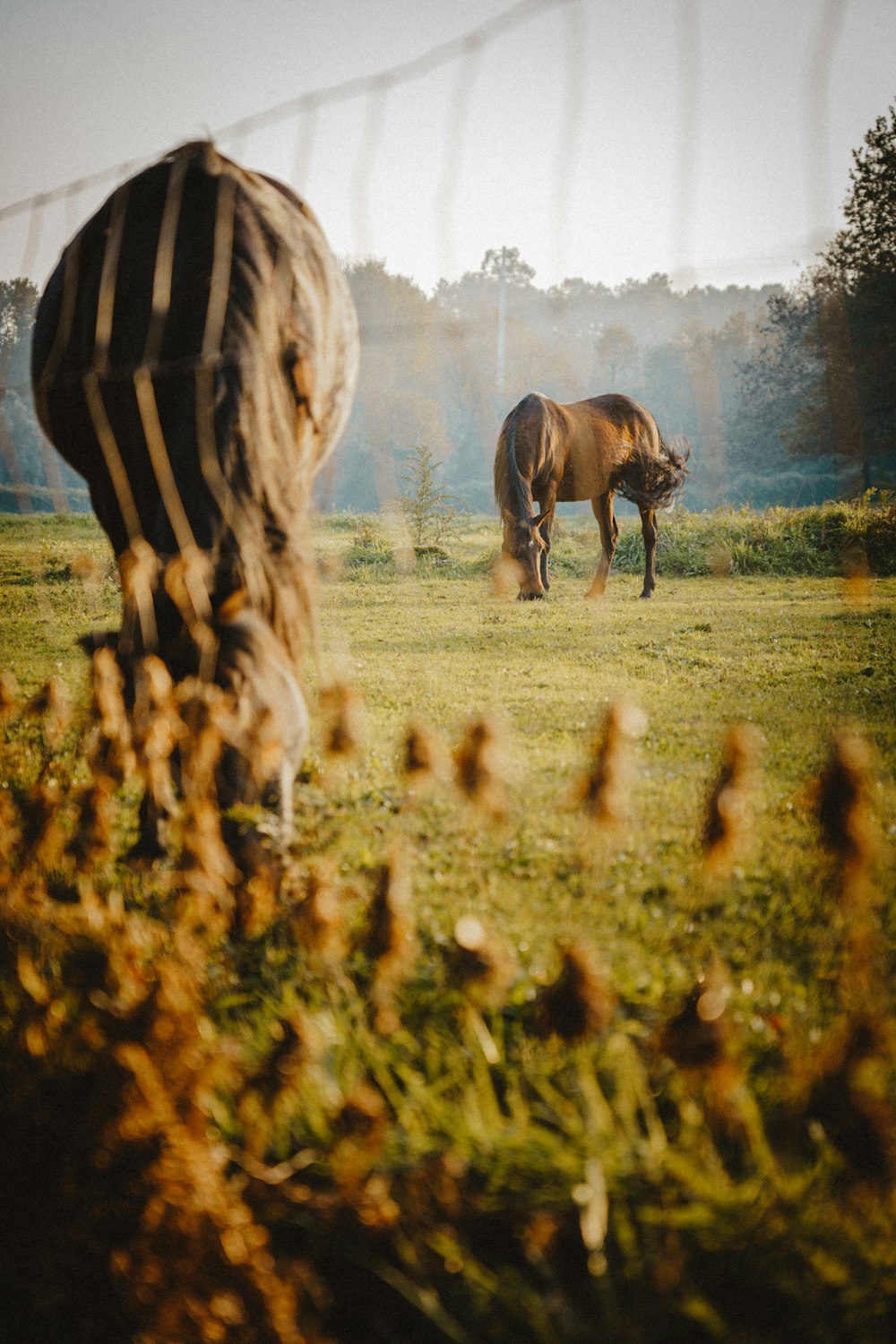 a horse grazing in a field behind a fence