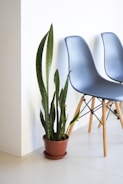 a couple of chairs sitting next to a potted plant