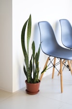 a couple of chairs sitting next to a potted plant