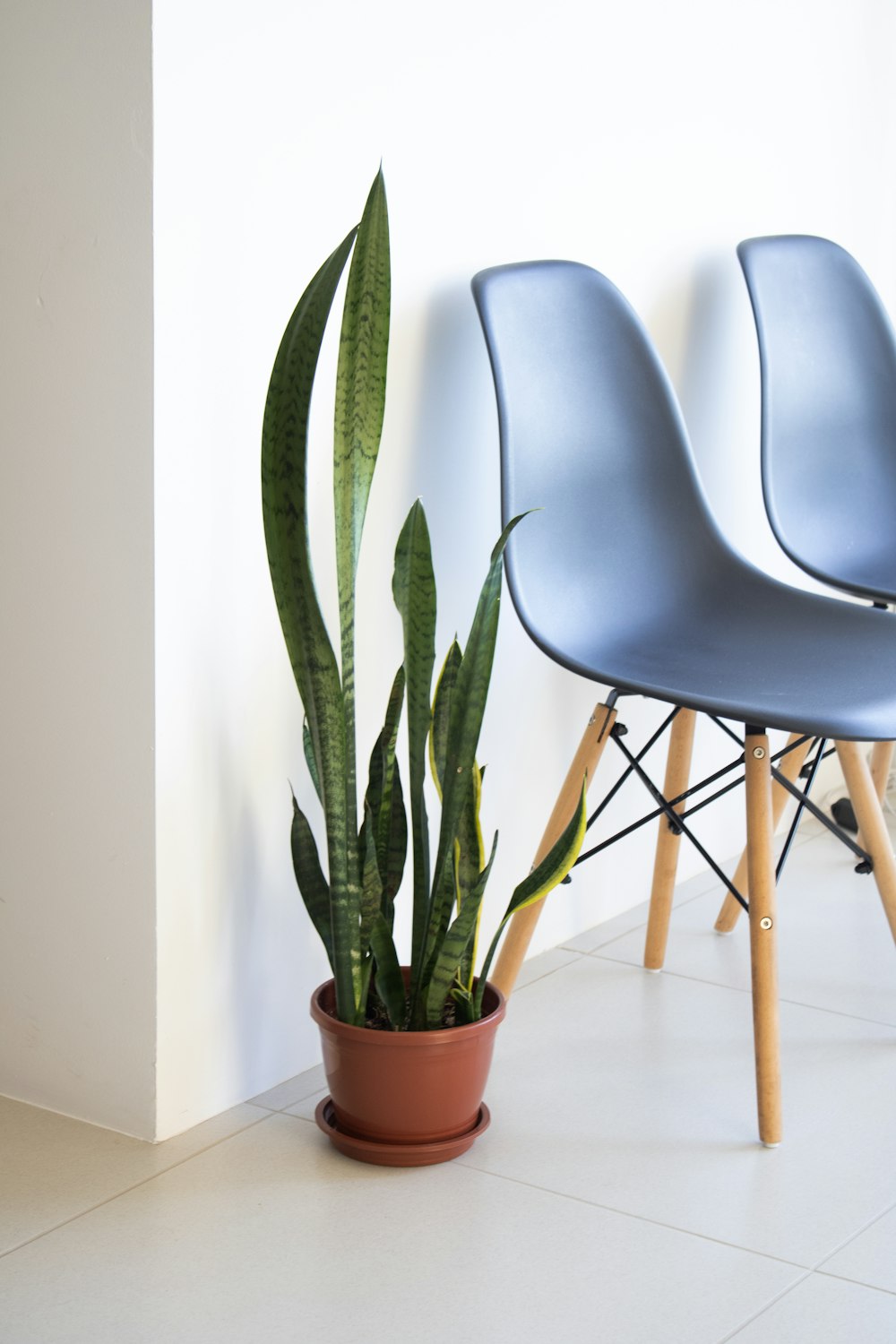 a couple of chairs sitting next to a potted plant