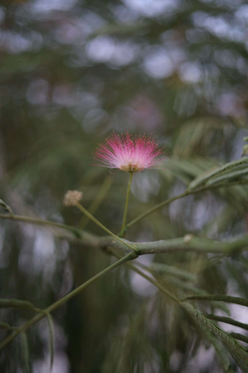 a pink flower sitting on top of a tree branch