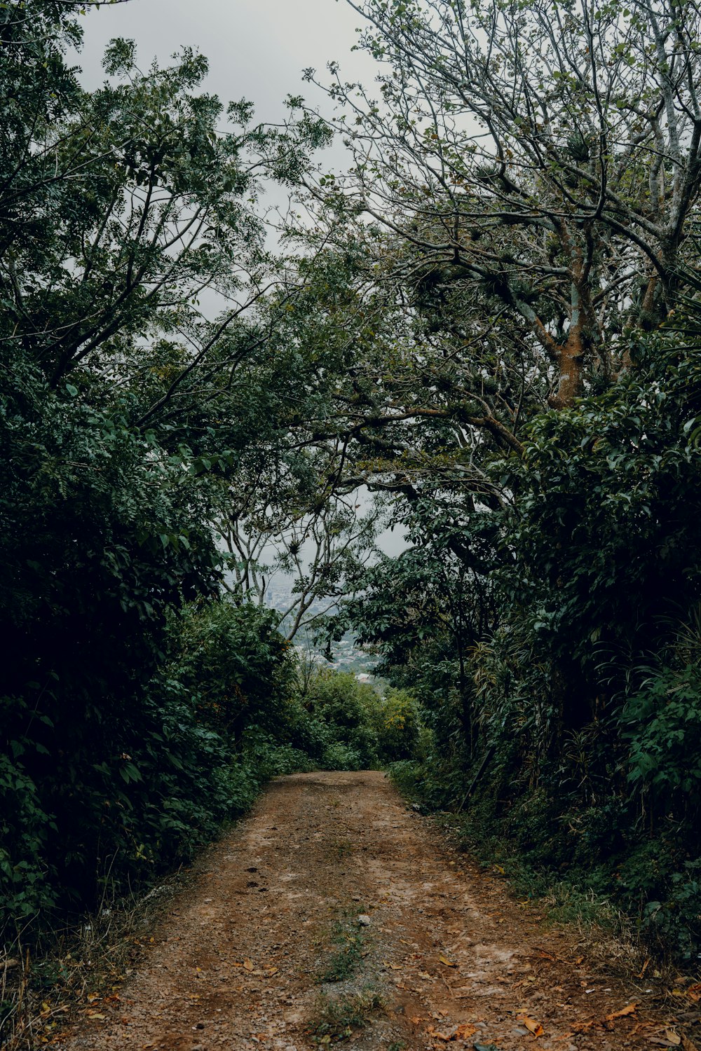 a dirt road surrounded by trees and bushes