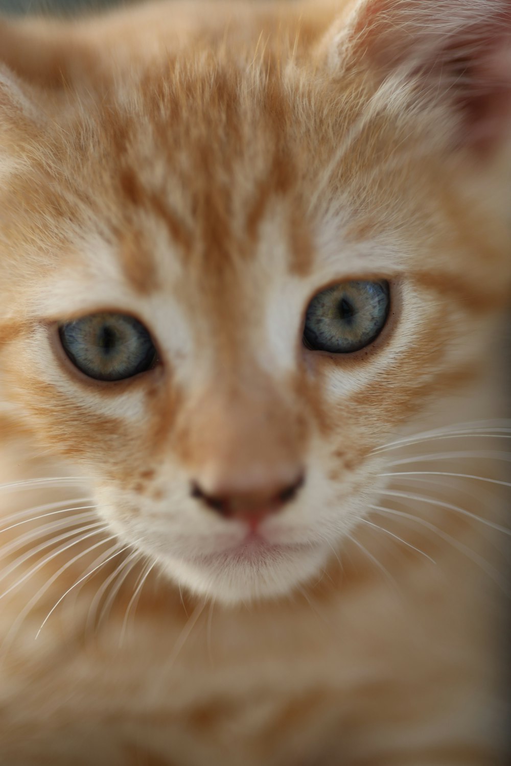 a close up of a kitten with blue eyes